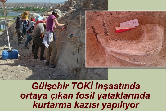 Gülşehir TOKİ inşaatında ortaya çıkan fosil yataklarında kurtarma kazısı yapılıyor