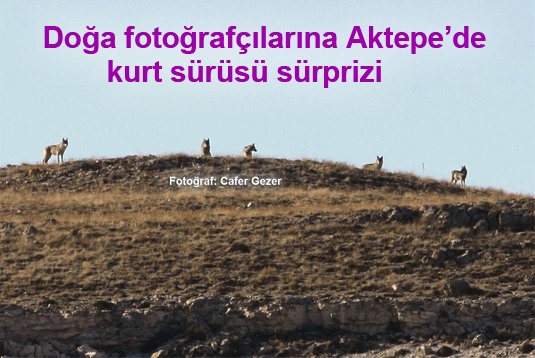 Doğa fotoğrafçılarına Aktepede kurt sürüsü sürprizi